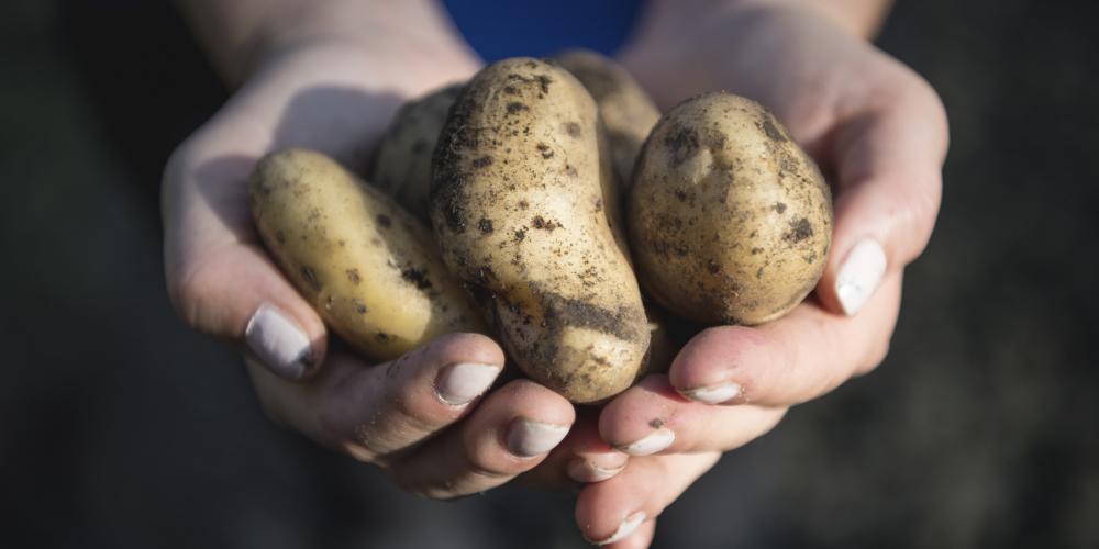 Il cuore della coltivazionedi patate in Alto Adige